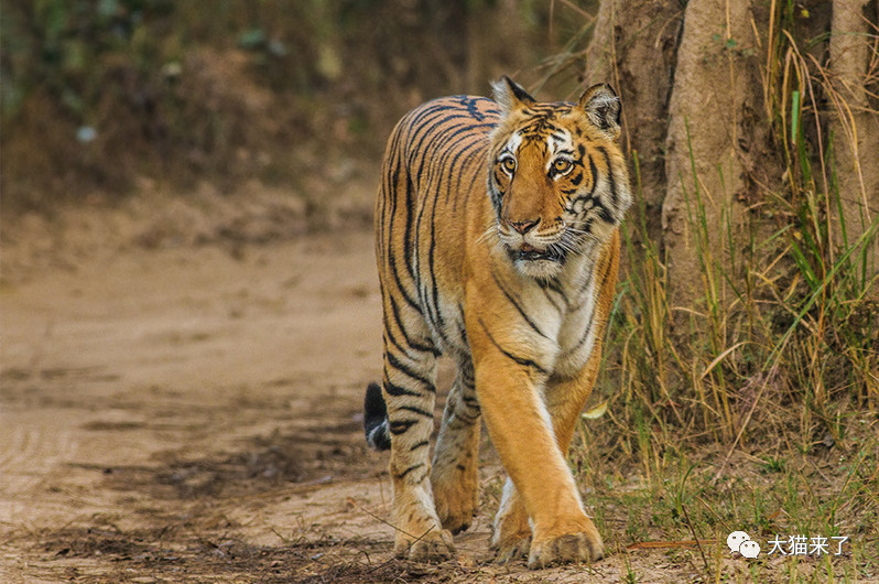 4年增长741只野生虎 印度又创一个奇迹 莫迪亲自宣布该消息