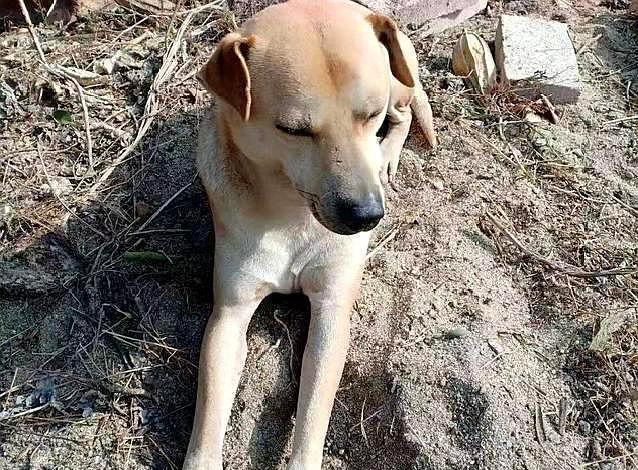 土狗最长寿命是多少 为什么现在农村的土狗越来越少 看完涨知识