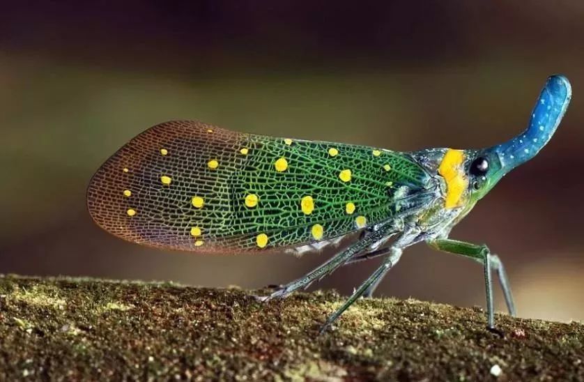 花姑娘 也危害园林树木 园林人需了解