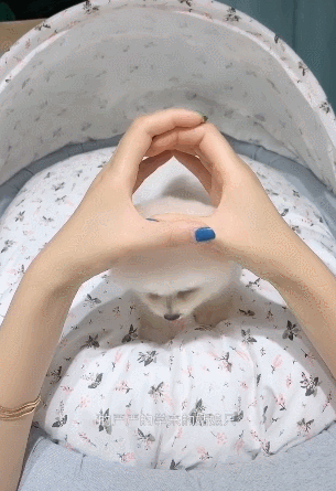 博美犬喜欢撒娇卖萌,卡点到位,动作不重样,萌翻了