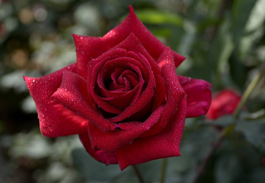 玫瑰花娇美但不好种 每阶段施什么肥有讲究 才能保证花红叶绿