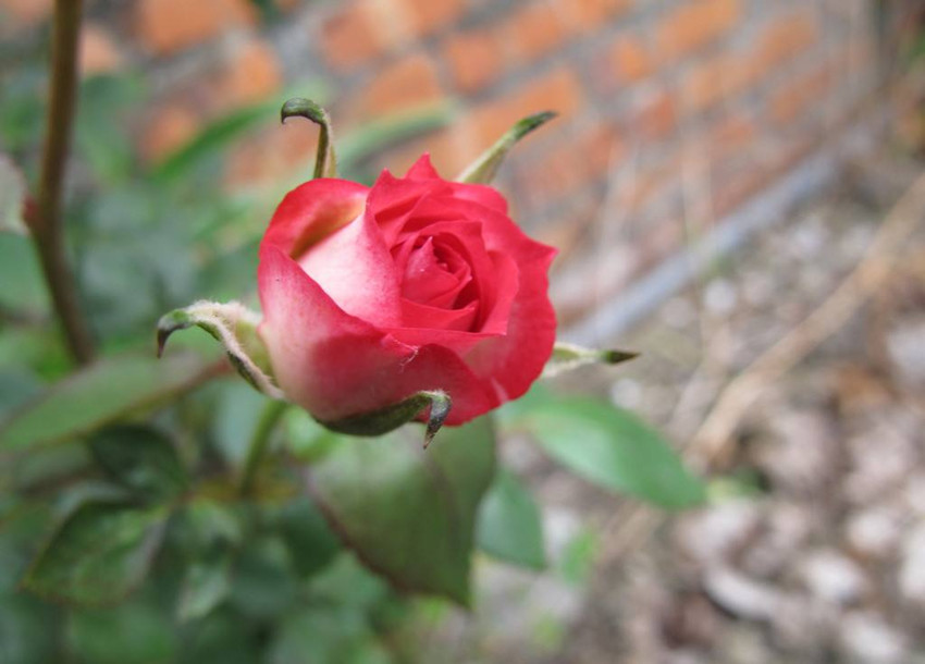 玫瑰花娇美但不好种 每阶段施什么肥有讲究 才能保证花红叶绿