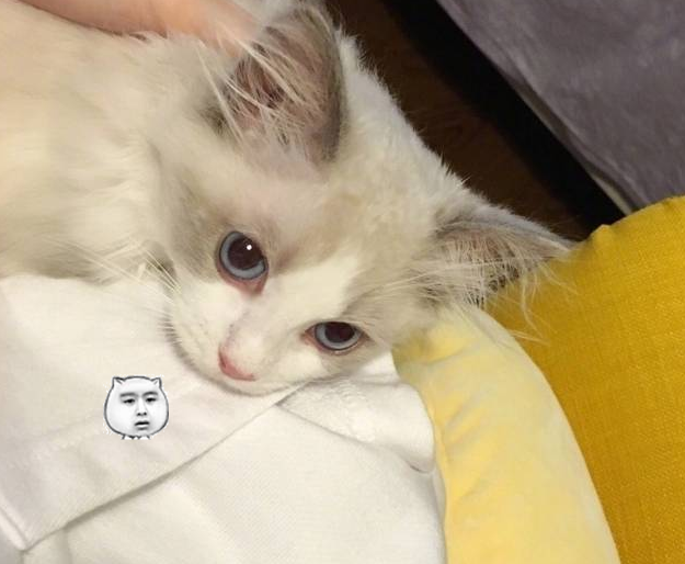 就连猫咪感觉都是被鞠婧祎美呆了,也是一脸憧憬的望着自己的主人,那