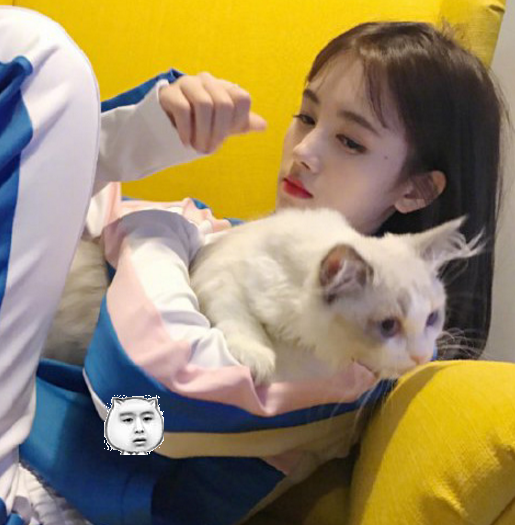 鞠婧祎躺在沙发上撸猫,宠溺眼神让人羡慕,网友:想要成为那只猫