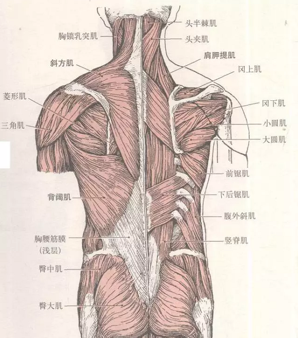 背部肌肉名称图片