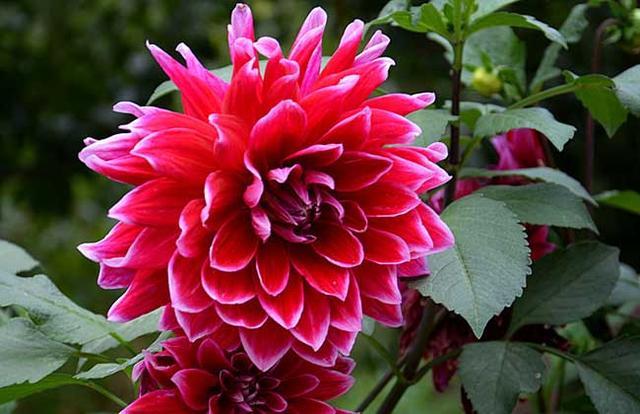 1种 大花王 花朵30 比脸大 花期长半年 6月开到年尾