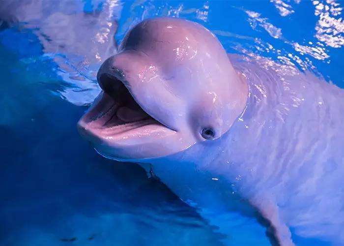 来大连海洋公园,和大白鲸来场亲密的接触,享受海洋世界的奇妙