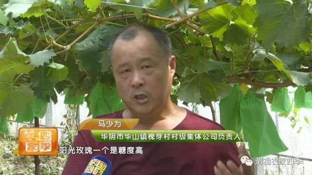 华阴市华山镇槐芽村村集体公司 负责人 马少为:今年亩产基本在2000斤