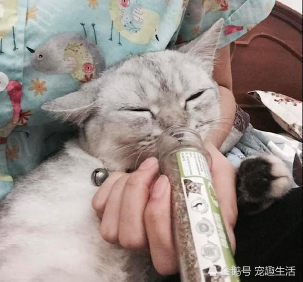 猫咪萎靡不振 拿猫薄荷刺激它 结果吸过量 被这姿势笑翻了