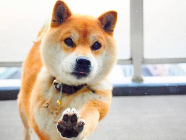 史上最疗愈 激萌柴柴赏花季 花海中眯眼灿笑的狗狗最可爱