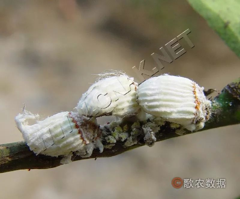 防治柑橘介壳虫的关键是合理用药