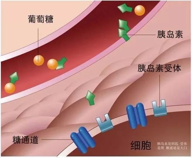 你还在查升糖指数gi选食物 落后了 胰岛素指数更靠谱