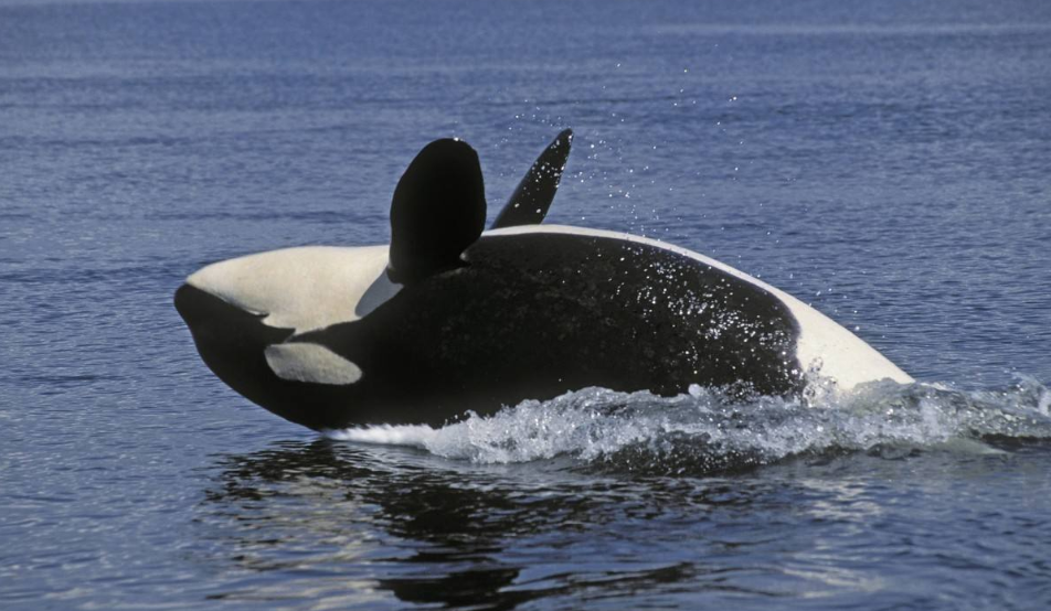 中国海域再次出现虎鲸群,这让网友兴奋不已:欢迎你们回家!