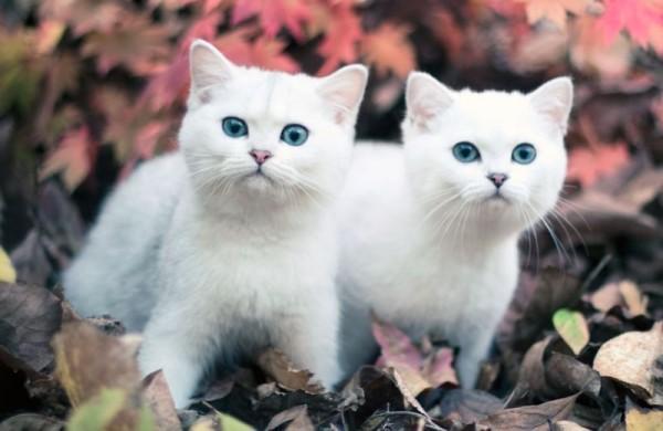 甲状腺功能亢进的猫的诊断与症状 - 猫 甲状腺 症状