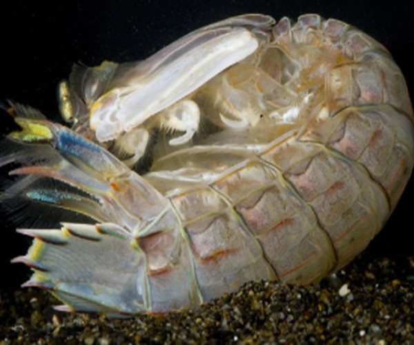 世界上最凶狠的虾 虾蛄 带你领略虾蛄凶猛 腾讯网