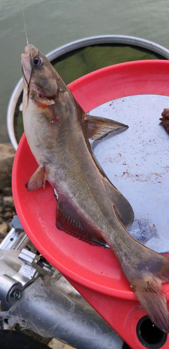 盐城大运河现青白色"怪鱼",多人钓鱼时钓获