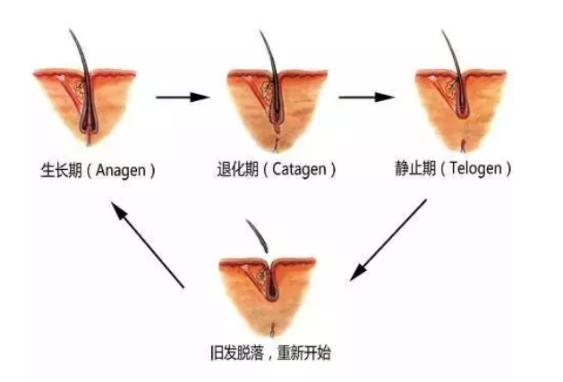 眉毛种植的生长周期