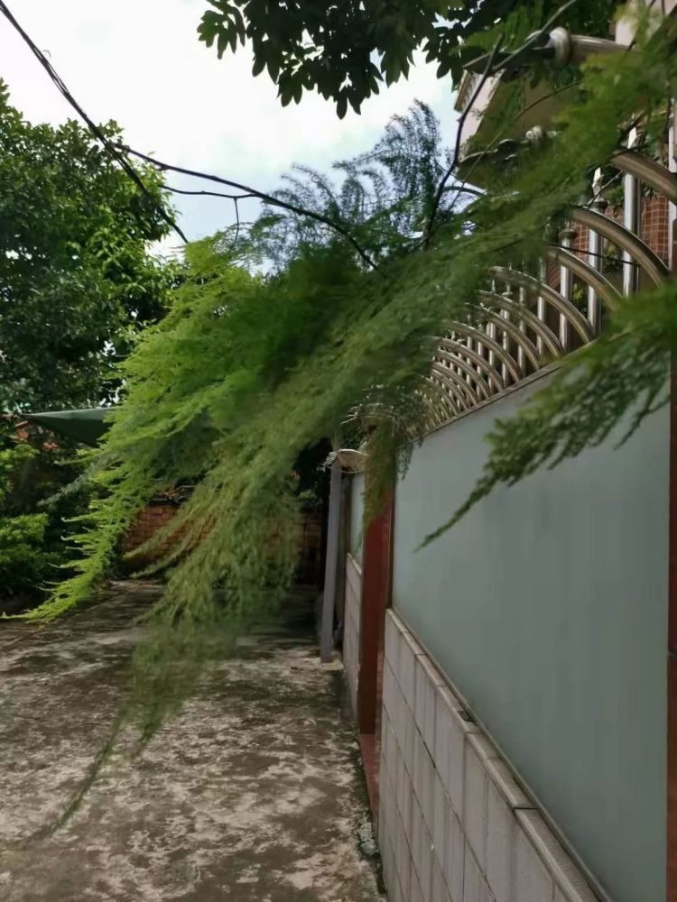 邻居家的文竹爬到我家里 还不断开花结果 要不要将它剪掉呢