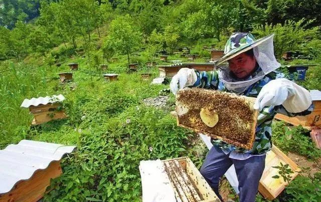 果树旁适合养蜜蜂吗 对蜜蜂 蜂糖有什么影响