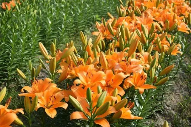南平 市树 市花 正式确定 延平的百合花入选