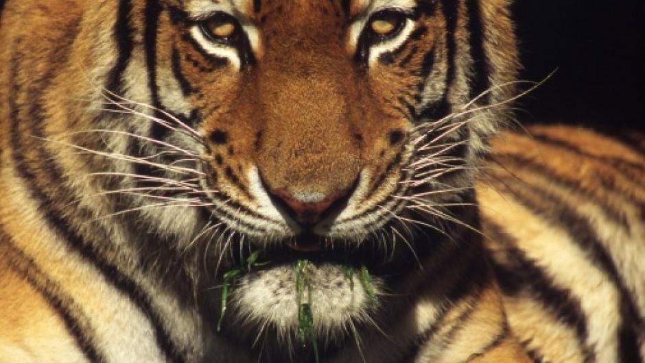 神秘印度,人口激增将超越中国,野生虎数量缘何