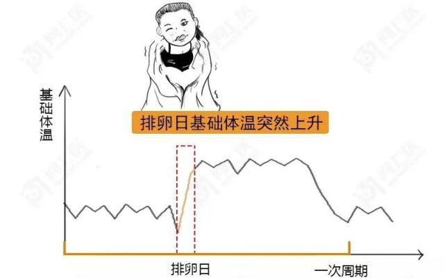 日 排卵