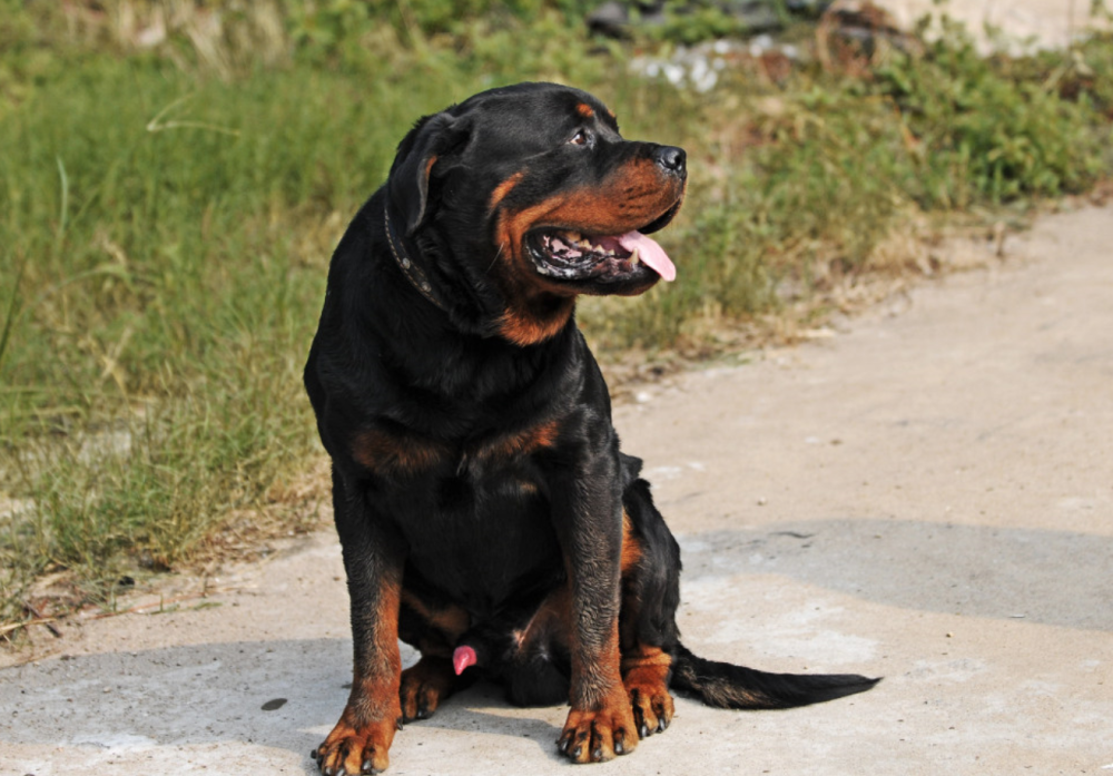 如何治疗狗骨肉瘤