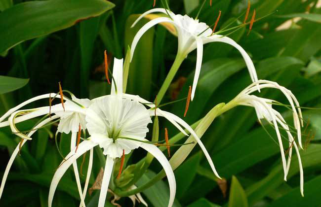这花名叫 水鬼 吓死人 开花却是这副样子 见过的都说惊奇