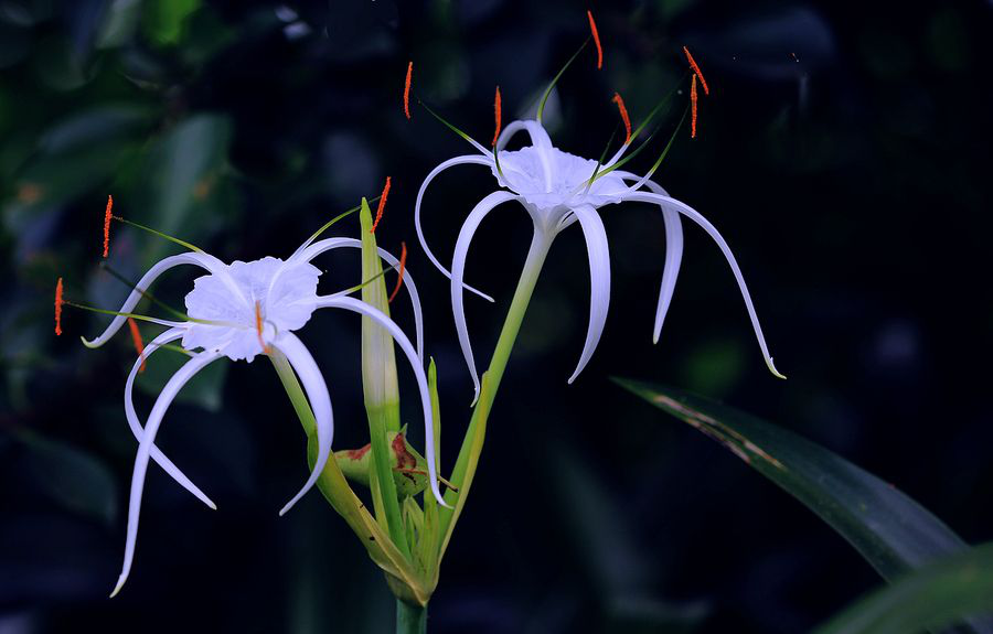 这花名叫 水鬼 吓死人 开花却是这副样子 见过的都说惊奇