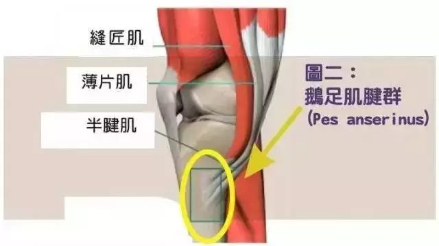 突然膝盖内侧痛 可能是鹅足肌腱炎找上门了