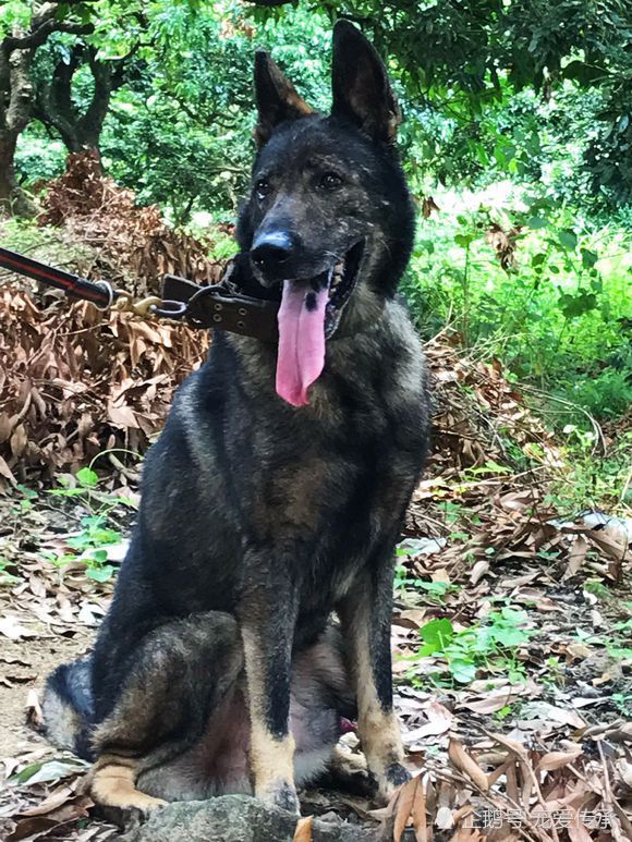 70年軍犬80年軍犬90年軍犬誰才你是心目中的英雄