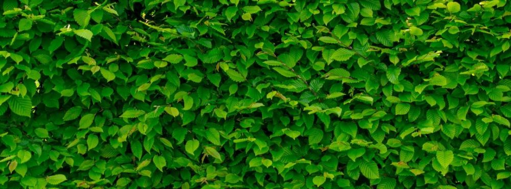 [成诵]《西墙》·谢宗玉|记忆里的一面墙,一座房,一个小村庄