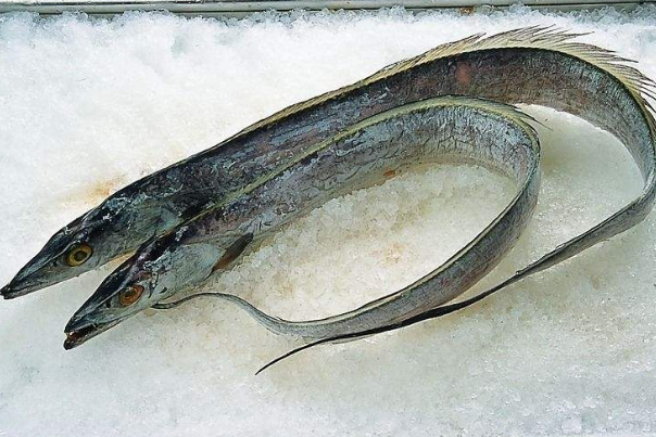 世界上最有骨气的鱼,一旦被捕捞就会"炸鳔",很难带活的回来!