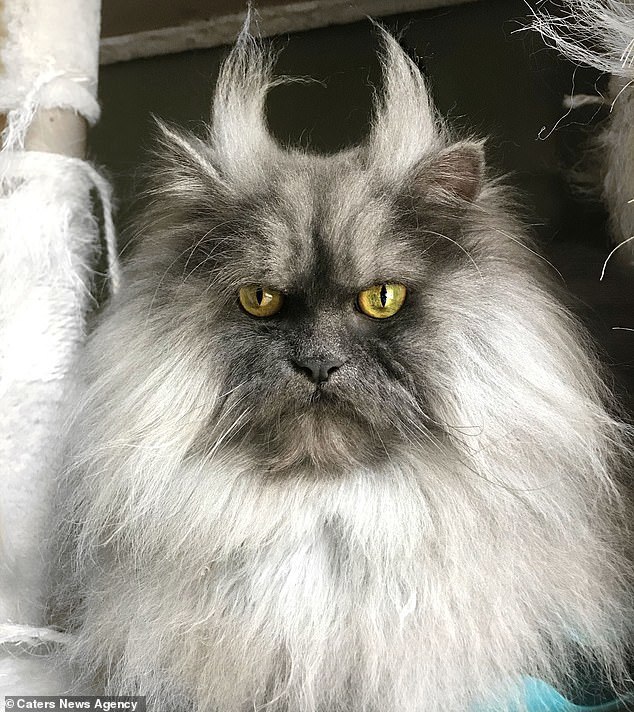 "愤怒猫"臭脸走红网络,但其实很温柔,已有自己的服装品牌了