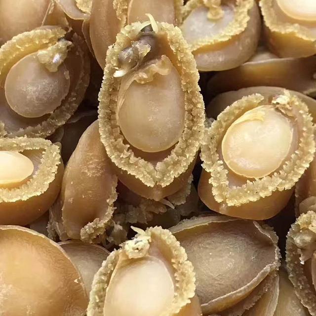 西沙群岛产的半纹鲍,羊鲍,是著名的食用鲍.