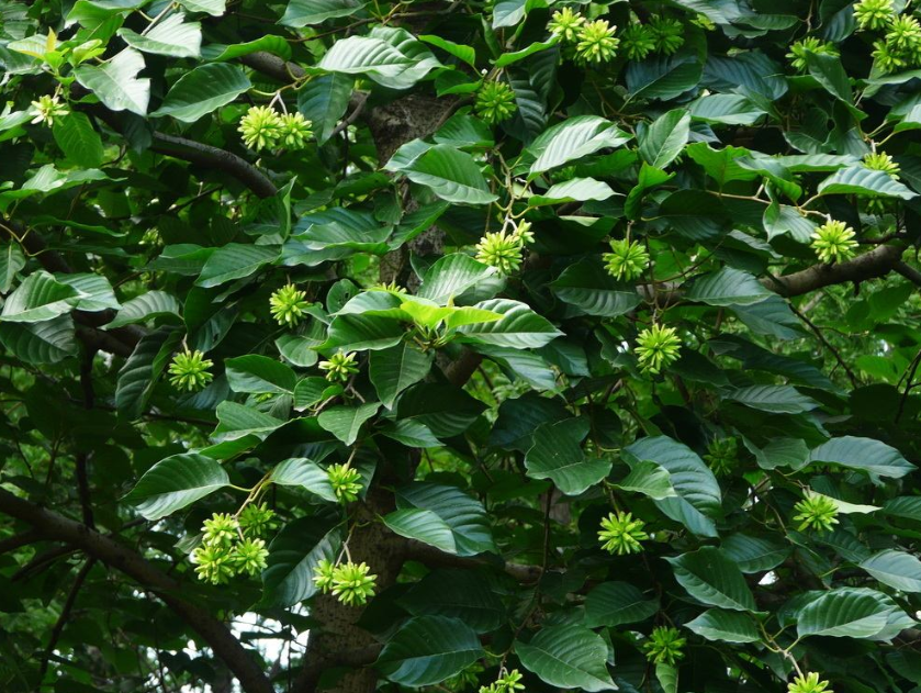 农村这植物叫 喜树 曾被农民当柴火烧 如今却成为重点保护植物