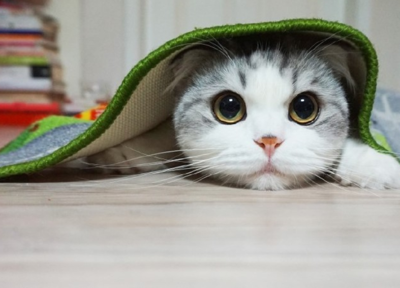 包子脸的猫咪很可人,让你家猫咪也长出包子脸,这几点工作要做好