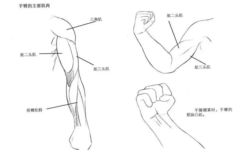 手臂关节怎么画教你角色上下肢结构的绘画