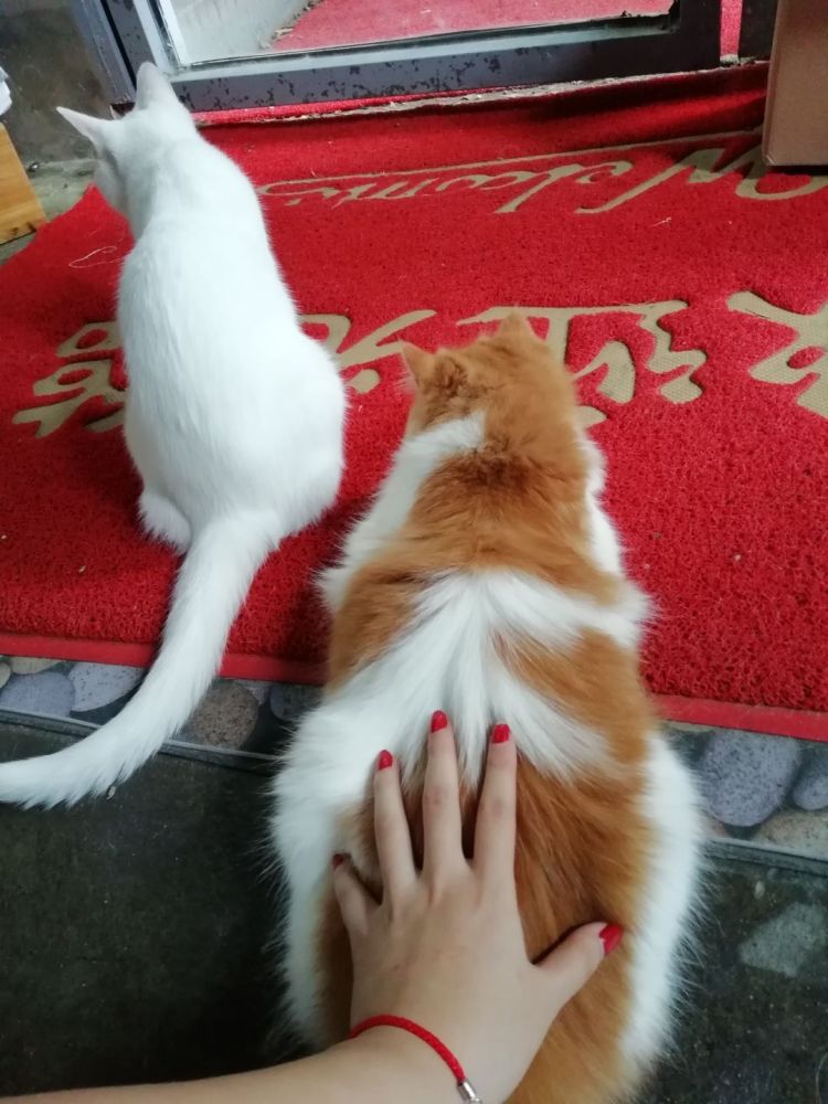 女主人抓猫尾巴被咬伤猫咪最讨厌被摸这几个部位你中招了吗