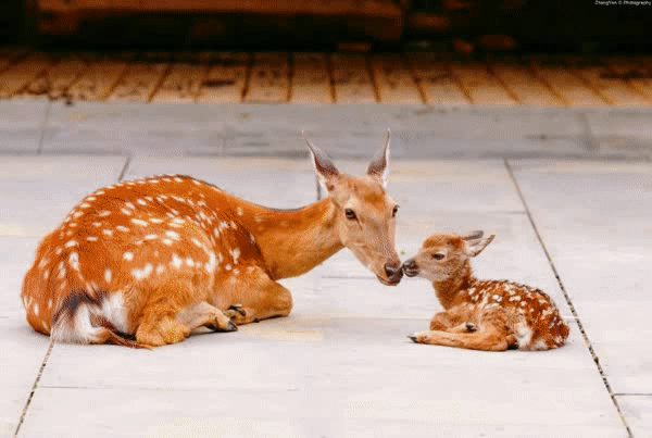 成都金沙今年第一波小鹿诞生!网友:又萌又美还这么会选出生日