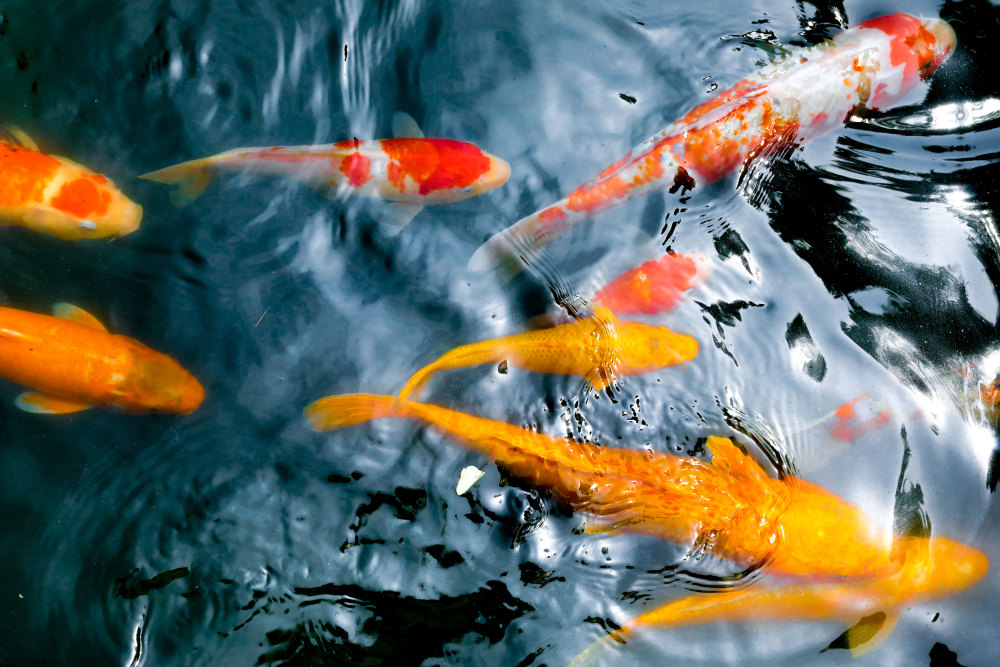 淄博普照寺锦鲤成群灵气逼人