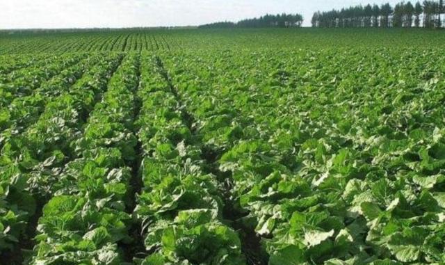 要想白菜产量高 以下5点不能少 建议农民收藏 秋天就可以用到 腾讯新闻