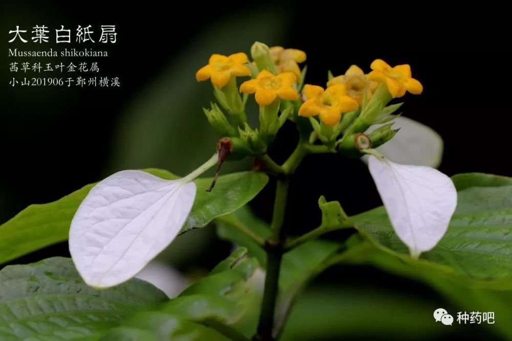 大叶白纸扇 一种可以捕鸟 又能当凉茶的聪明植物