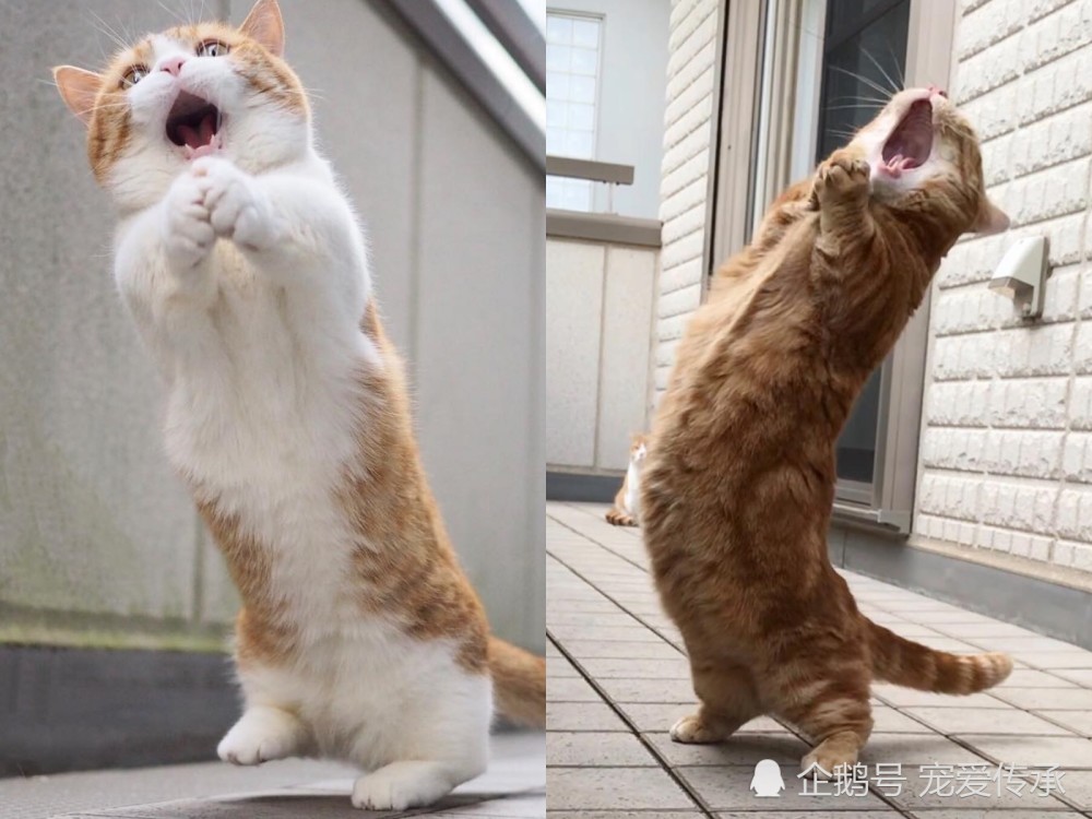 日本短腿猫 街头 摇滚式 嘶吼 惹人争议