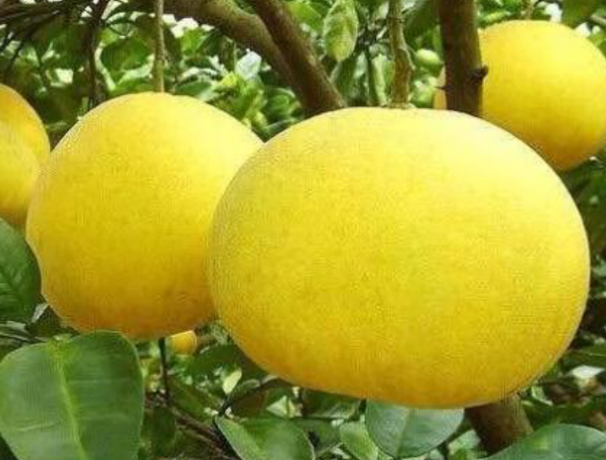 它是中国十大名柚之一,品质优良极受欢迎,一般柚子比不上它