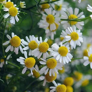 小甘菊这么养,清新花朵开满院,还能驱蚊,做花肥!