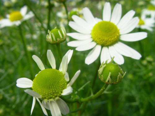 小甘菊这么养,清新花朵开满院,还能驱蚊,做花肥!