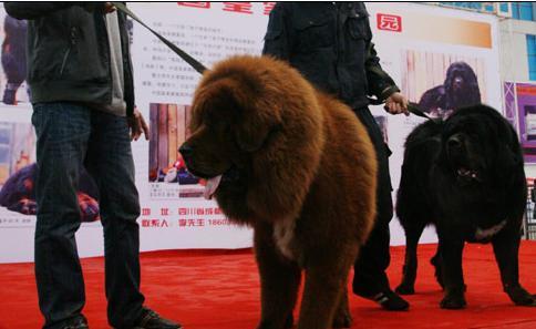 一条中国犬的逆袭 从看家护院到万人瞩目