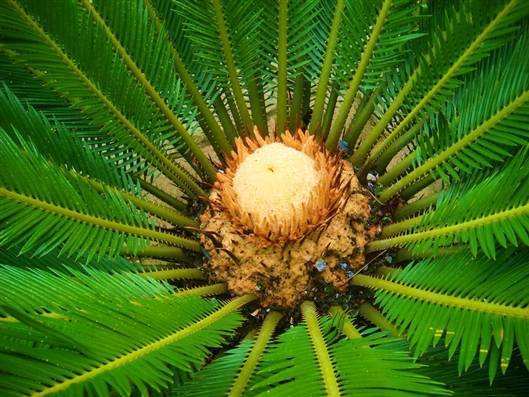 在活跃的地幔活动前,白垩纪的植被是以针叶树,苏铁类裸子植物和蕨类