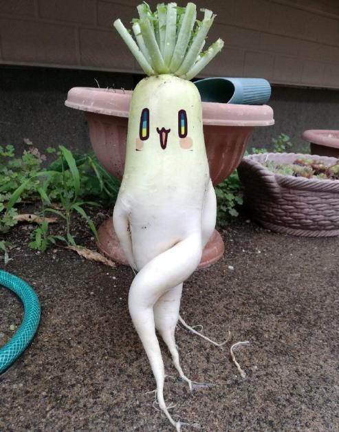 日本推出萝卜抱枕,造型有点别致